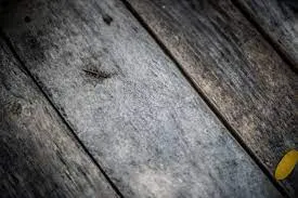 Fixing a Squeaky Floor