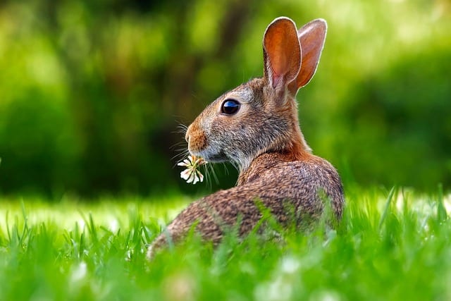 Feeding the Lawn